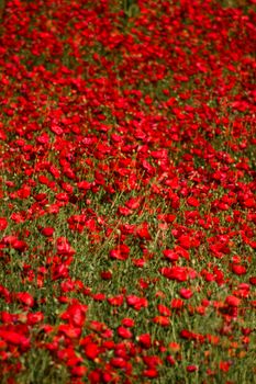 Beautiful red poppy field in Sakarya, Türkiye, capturing the essence of spring's vibrant bloom.