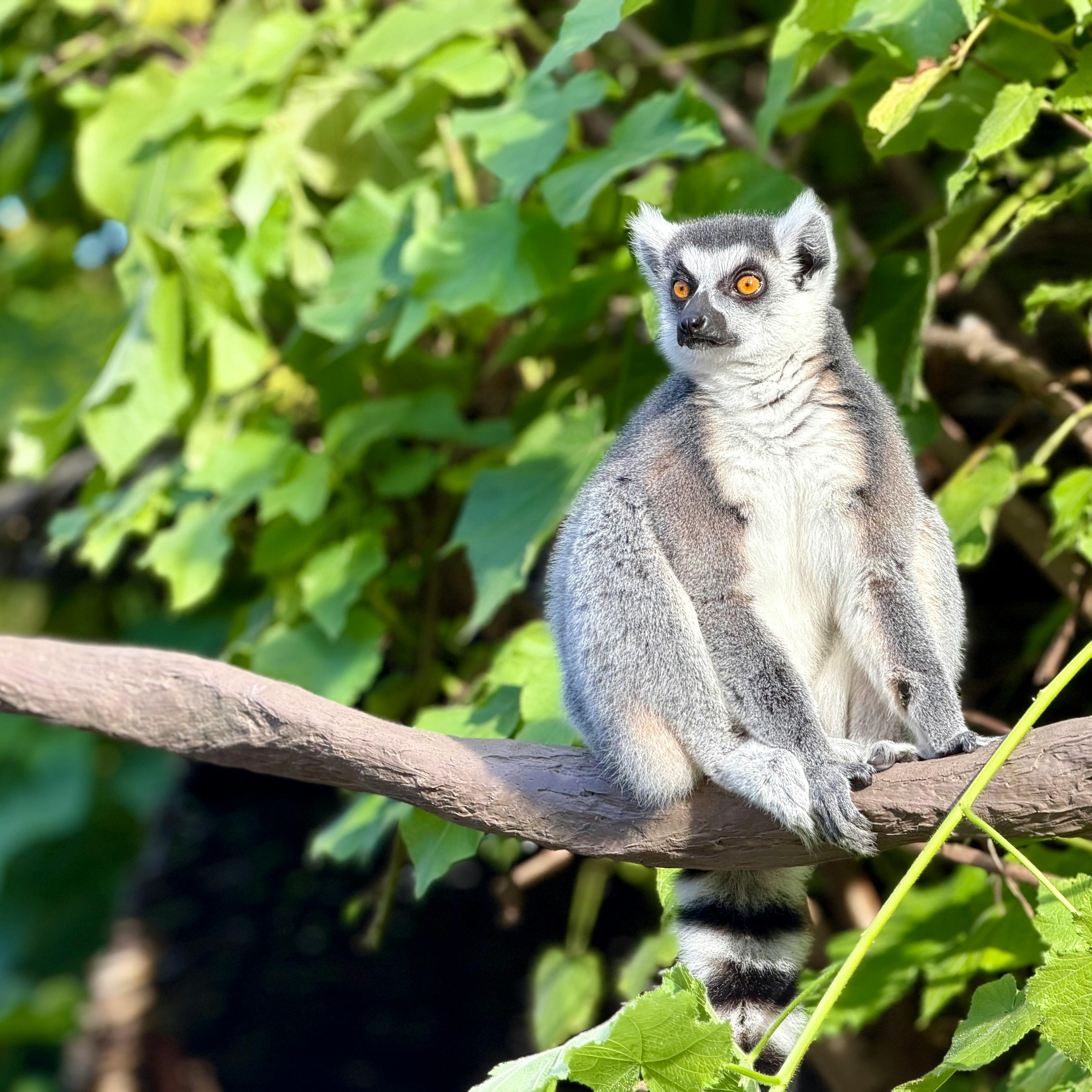 A ring-tailed lemur sitting on a branch against lush foliage in Melbourne Zoo.
