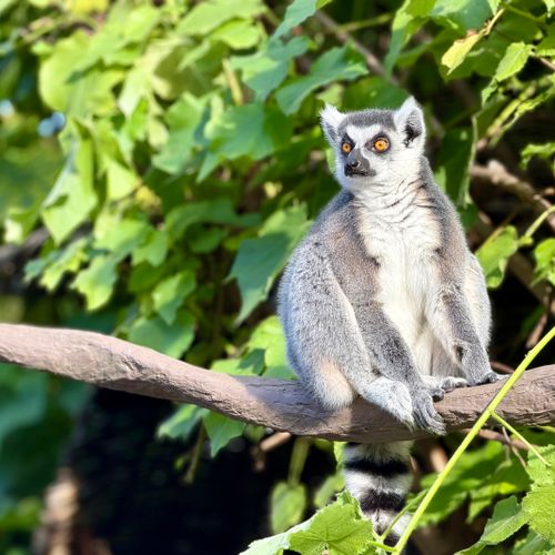 Free A ring-tailed lemur sitting on a branch against lush foliage in Melbourne Zoo. Stock Photo
