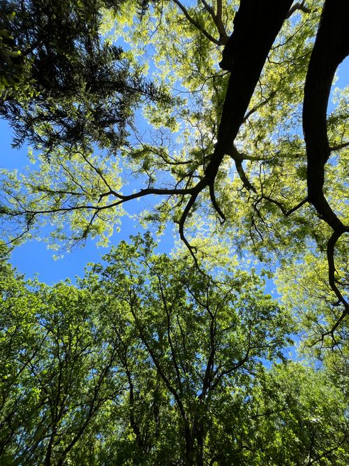 Free A vibrant view of tree branches forming a green canopy under a clear blue sky, capturing nature's tranquility. Stock Photo