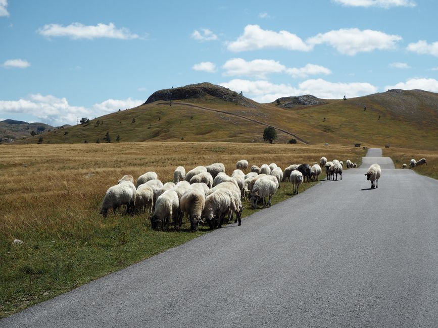 Scenic road winding through Durmitor National Park in Montenegro