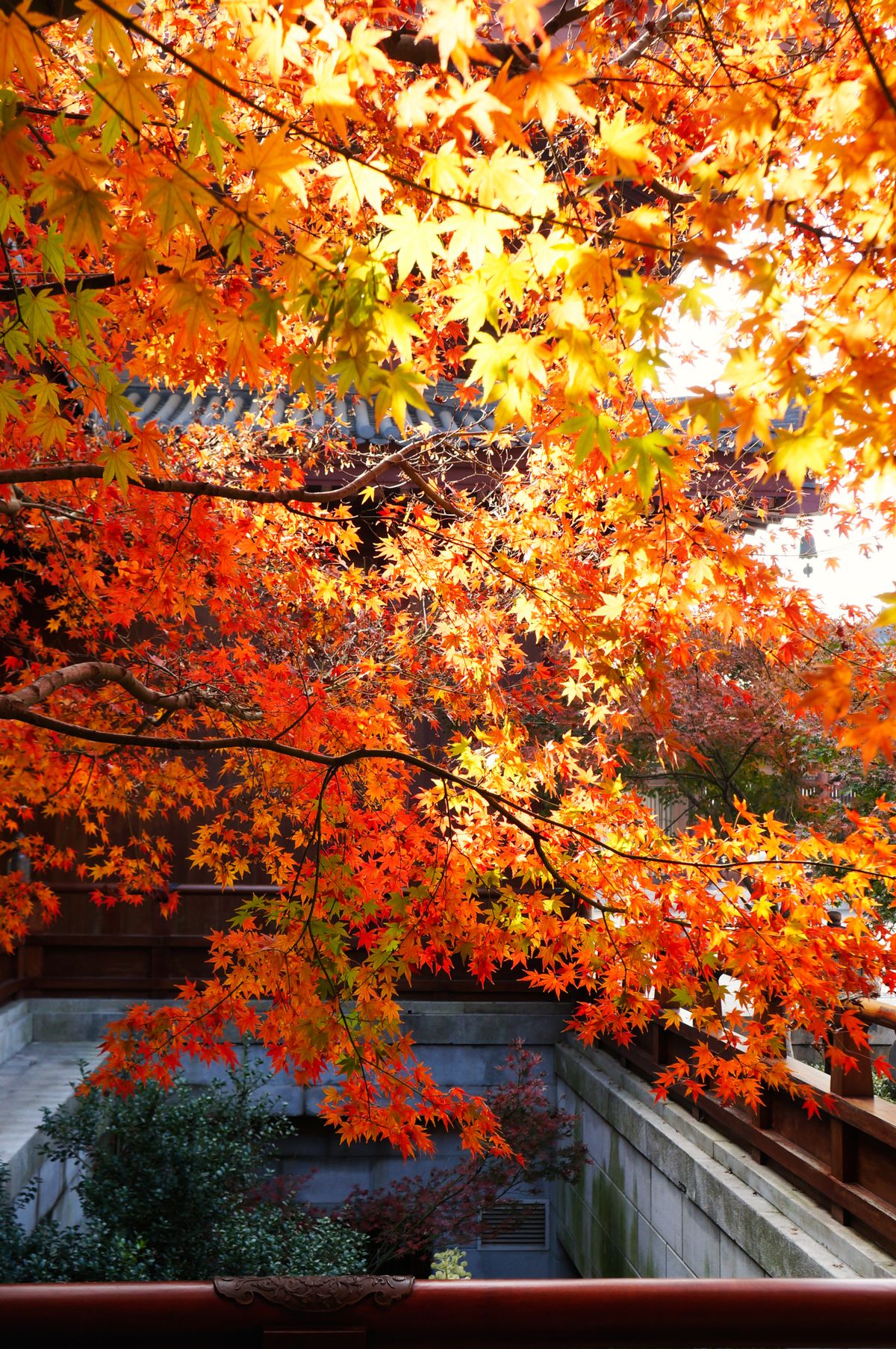 Bright orange and red maple leaves in autumn sunlight