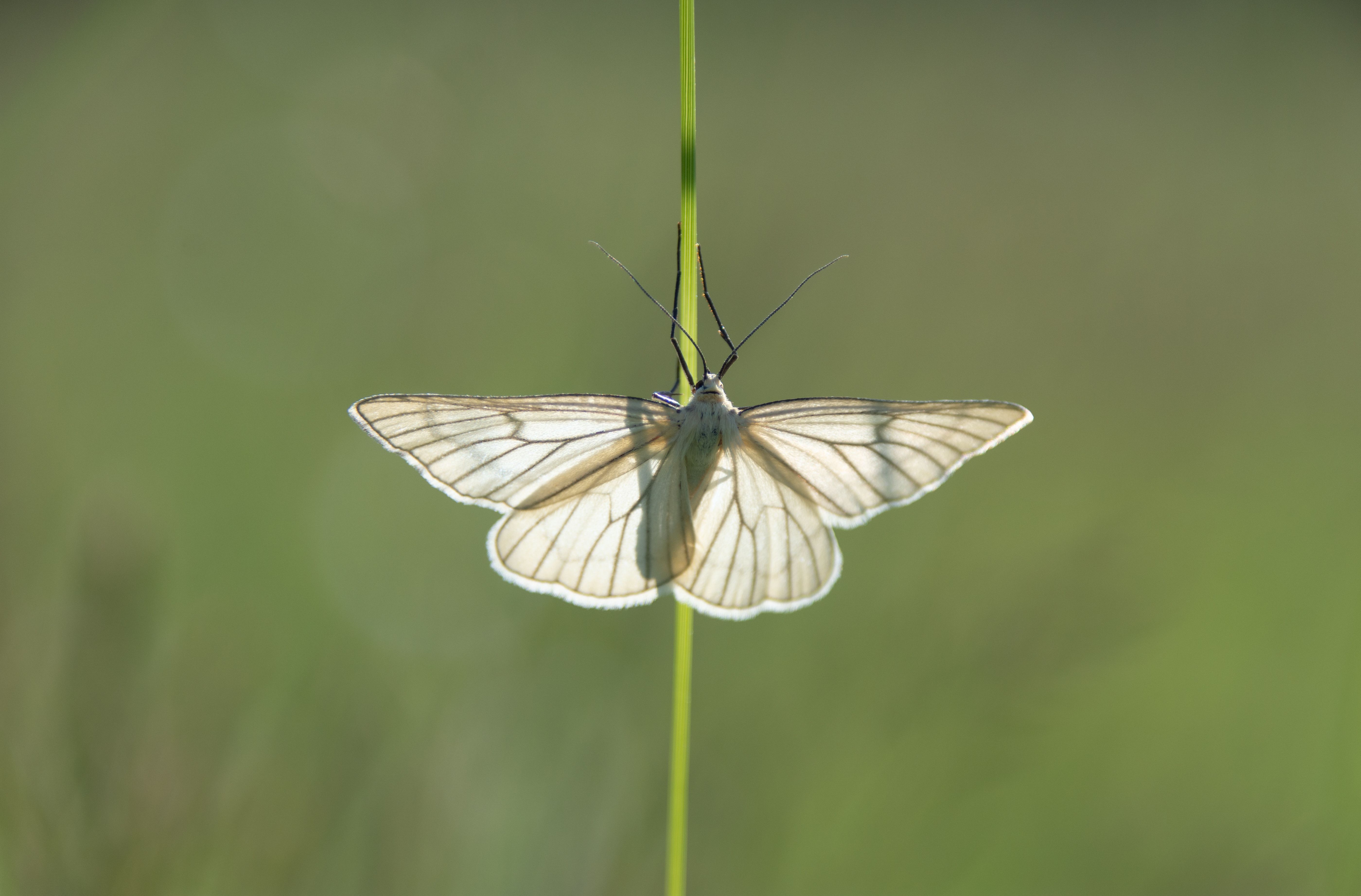 A serene image of a butterfly gently clinging to a grass blade in a natural setting.
