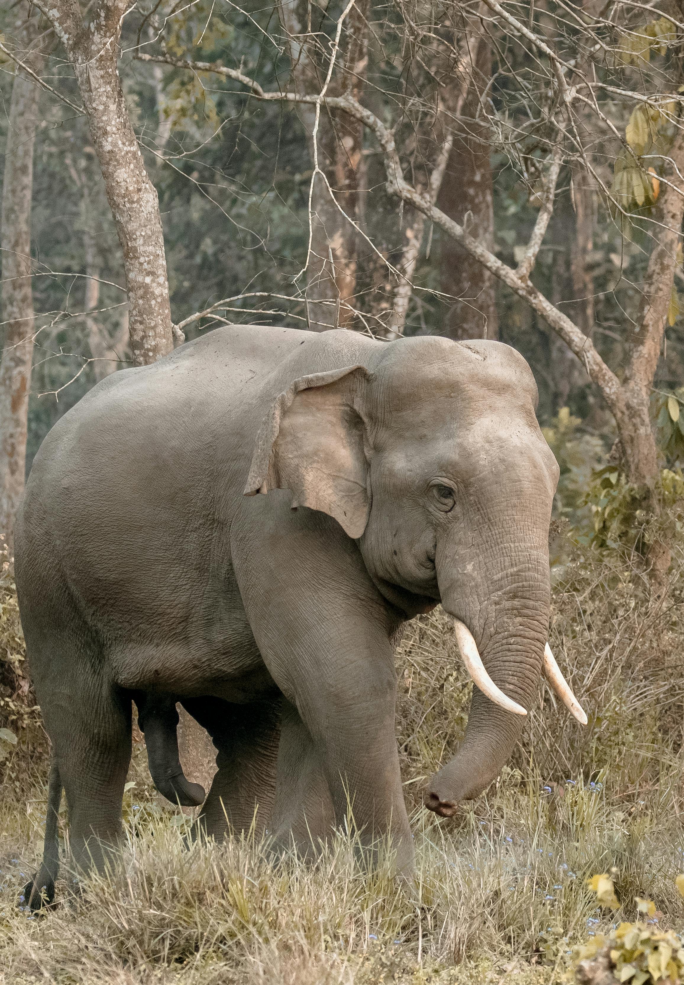Grey Elephant Walking on Forest · Free Stock Photo