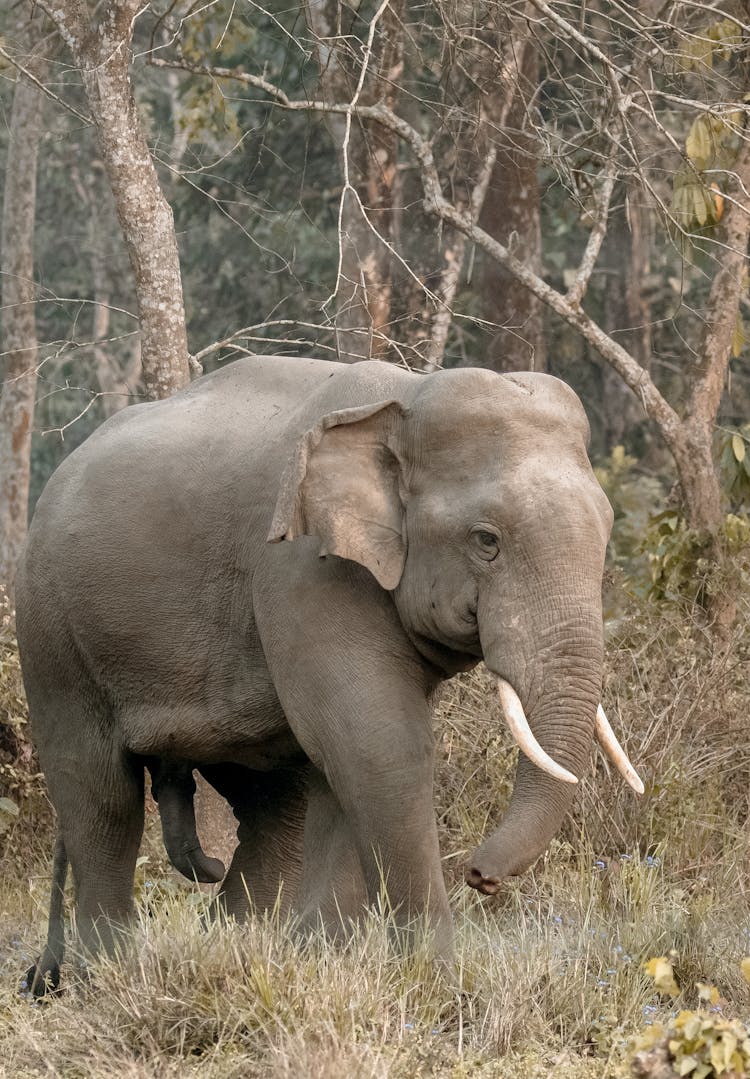 Grey Elephant Walking On Forest