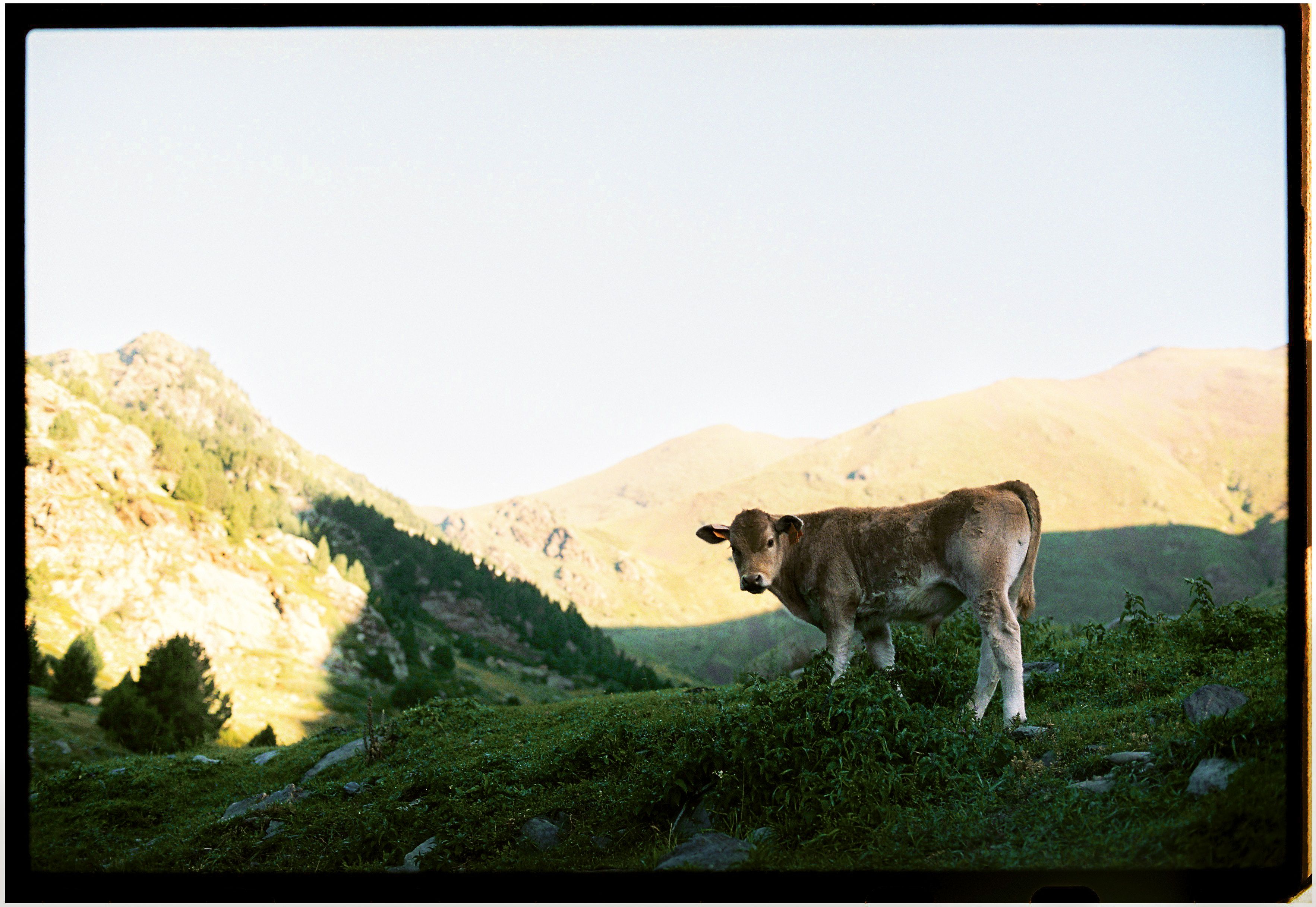 A calf standing in the lush green hills of Llavorsí, Pyrenees.