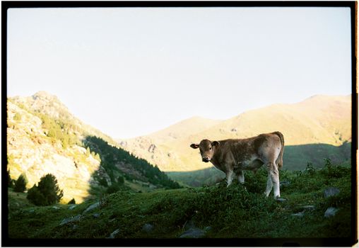 A calf standing in the lush green hills of Llavorsí, Pyrenees.