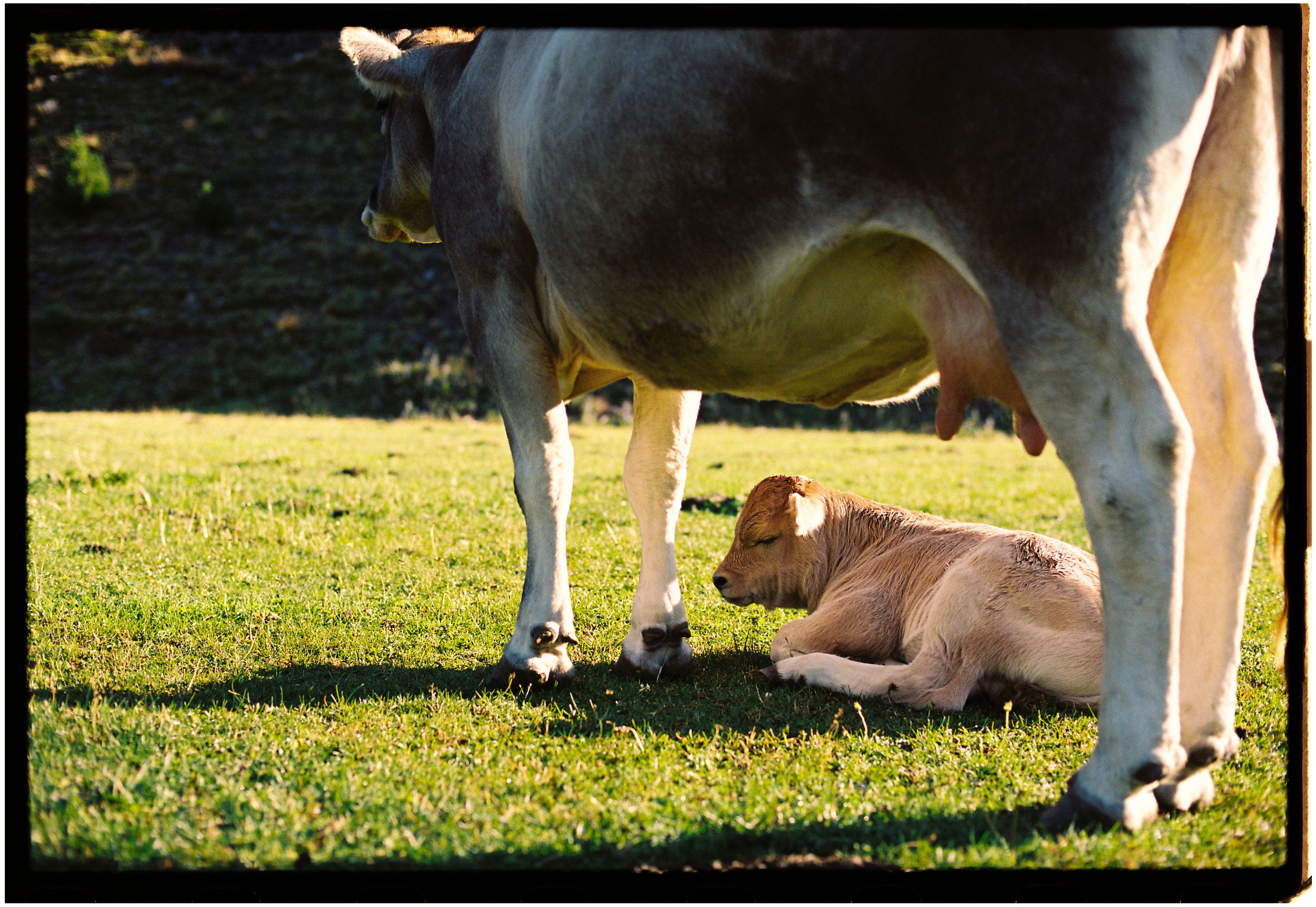 Cedar Hollow Cow-Calf preview