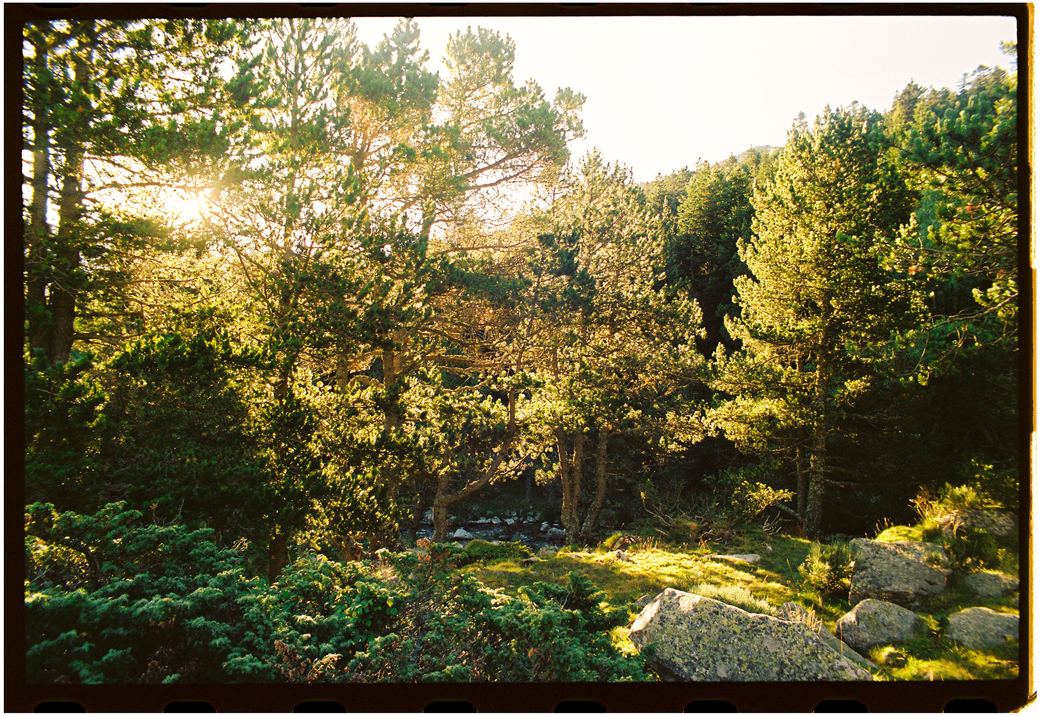 A serene forest scene with sunlight filtering through green trees in summer.