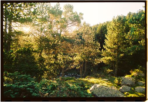 A serene forest scene with sunlight filtering through green trees in summer.