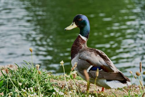 Free A mallard duck stands by the water on a sunny day in England. Stock Photo
