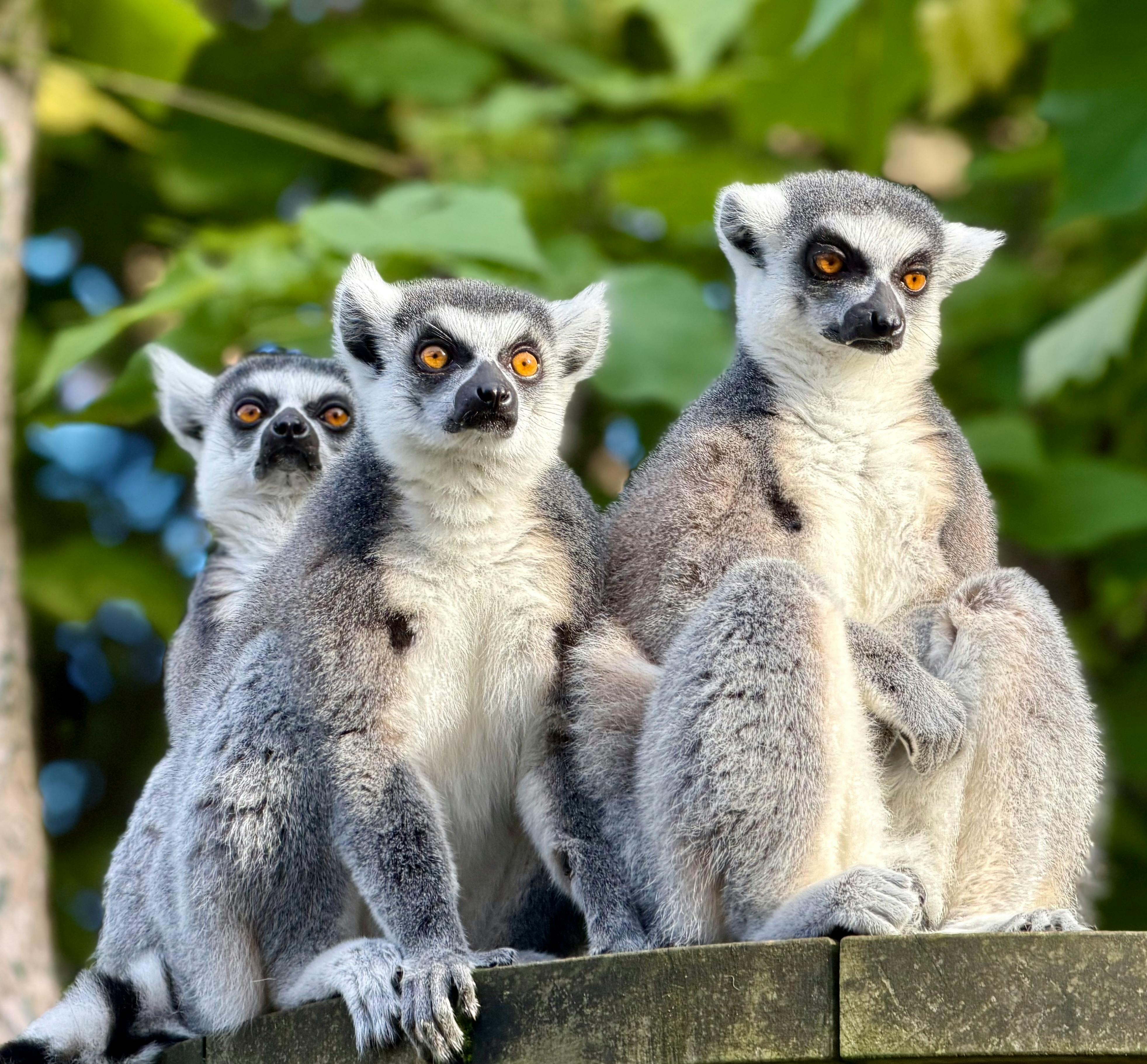 Three ring-tailed lemurs in their natural habitat, showcasing their unique markings at Melbourne Zoo.