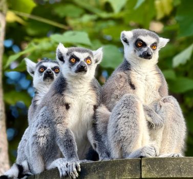 Three ring-tailed lemurs in their natural habitat, showcasing their unique markings at Melbourne Zoo.