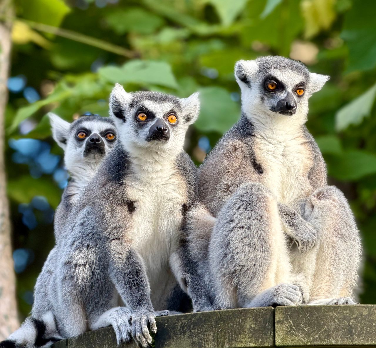 three ring tailed lemurs in their natural habitat showcasing their uni