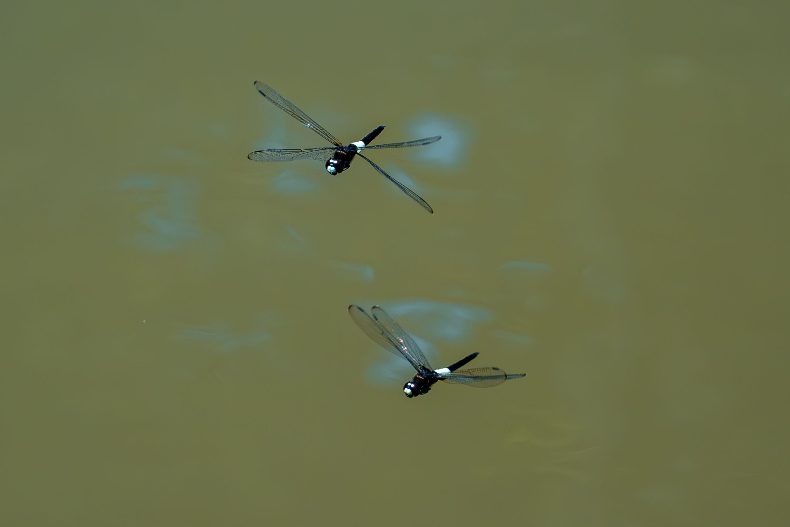 Dragonflies maneuver like fighter pilots