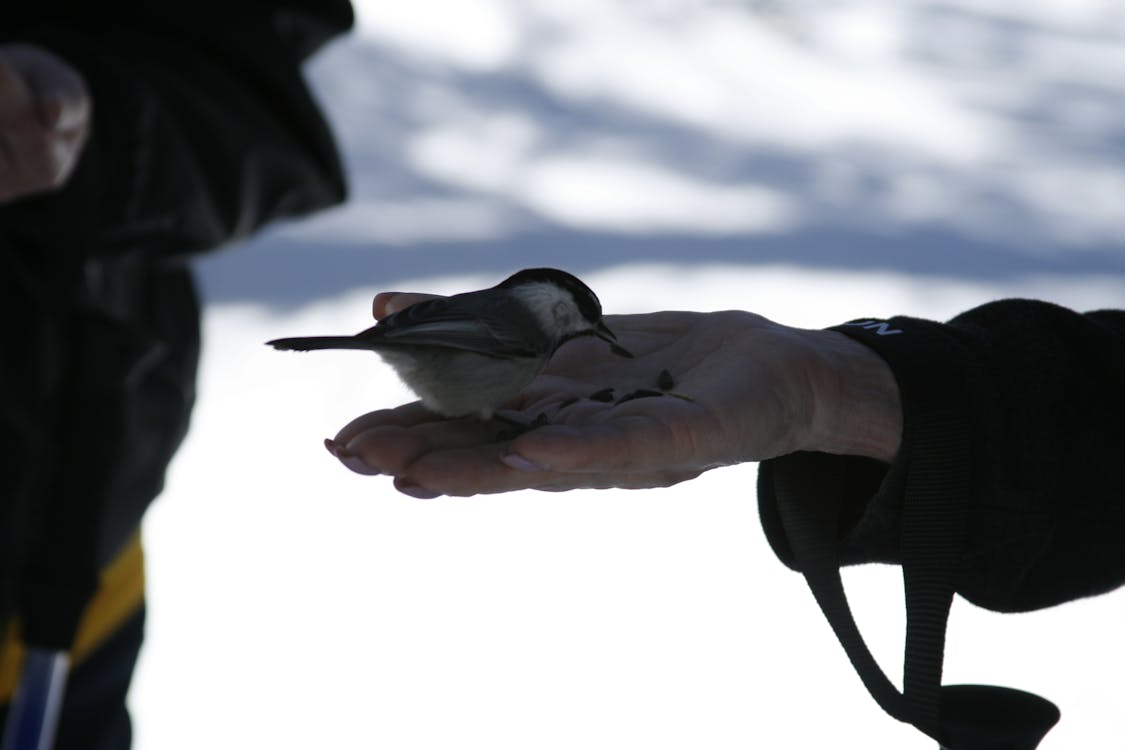 Free stock photo of chickadee ridge