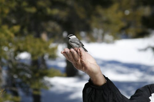 White and Black Bird on Persons Hand