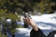白雪皑皑的森林里，一只山雀落在手上，展现着大自然的信任