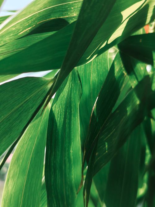 Free Fresh green bamboo leaves bathed in sunlight, highlighting natural textures. Stock Photo