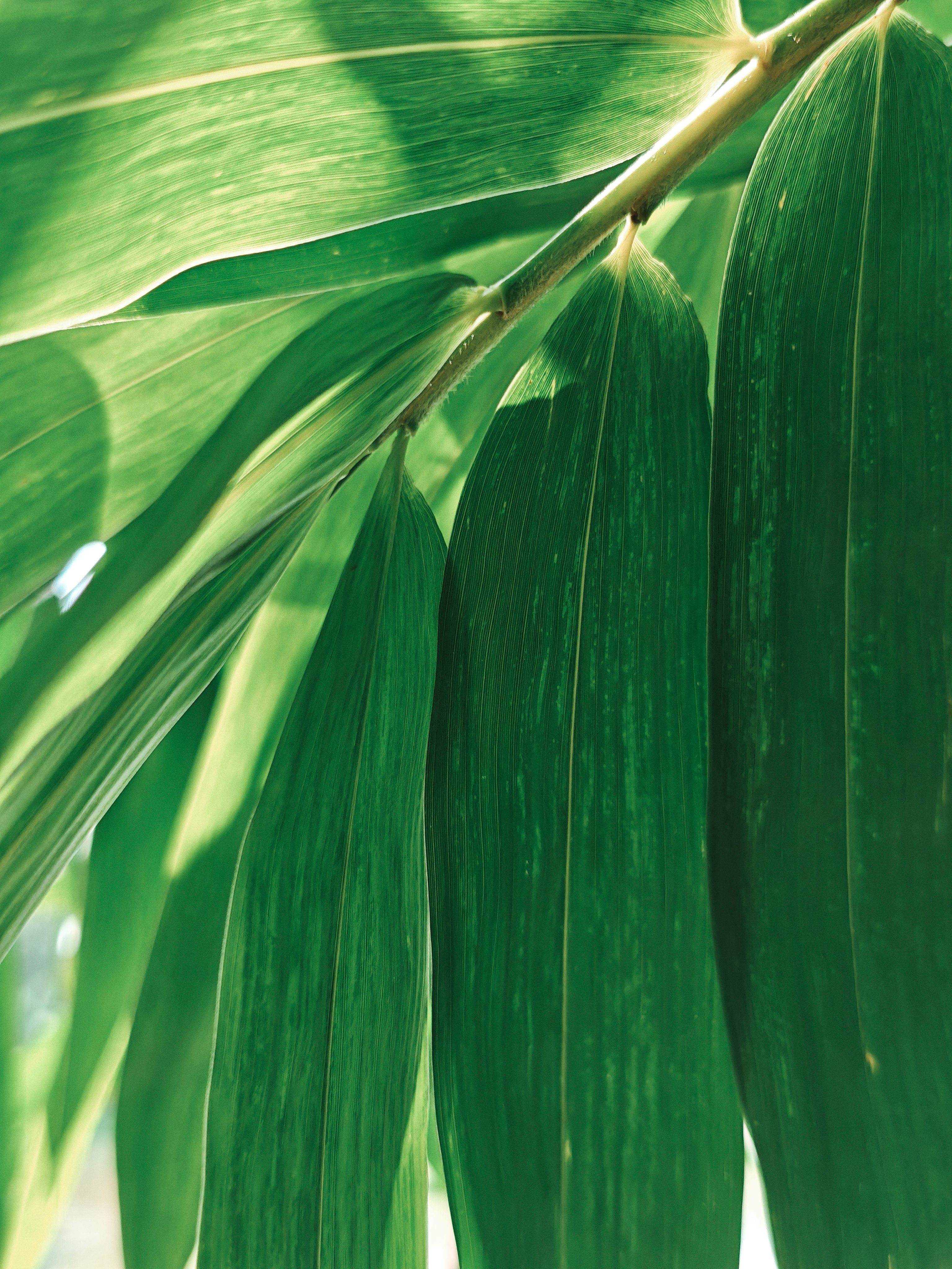 bamboo