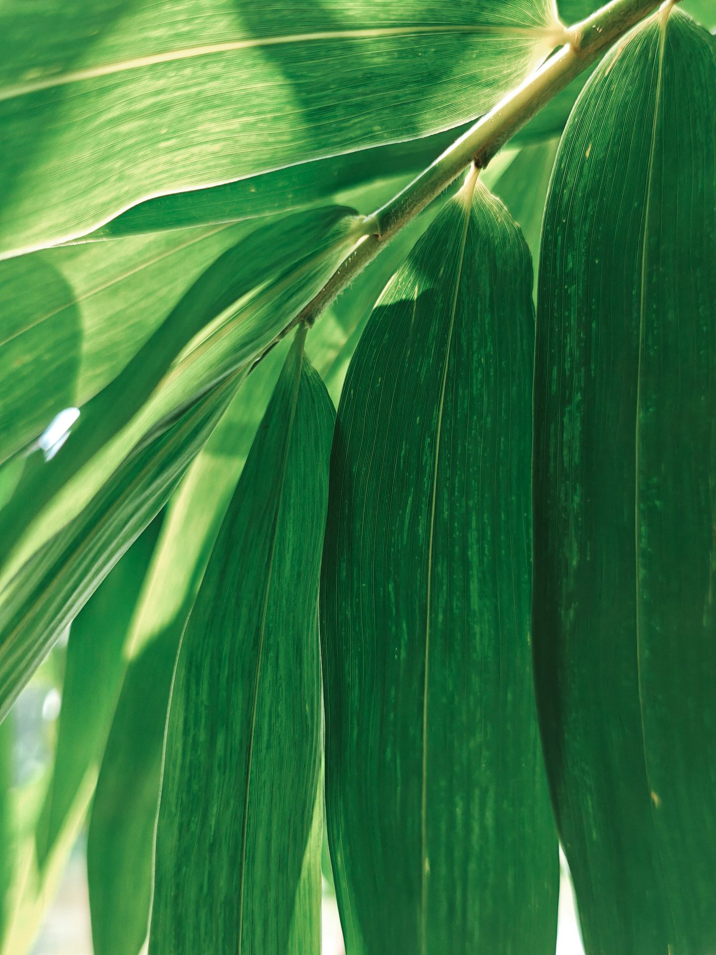 bamboo