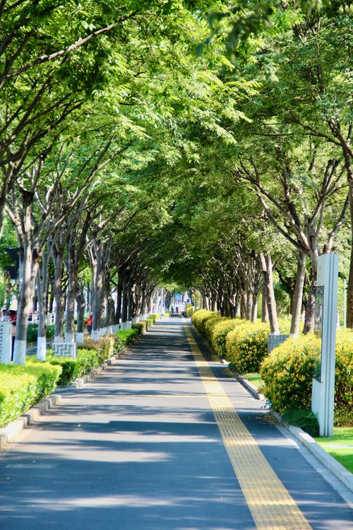 Free A serene tree-lined walkway in a city park, perfect for leisurely strolls and relaxation. Stock Photo