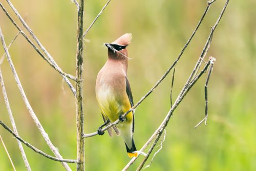 Free A Cedar Waxwing perched gracefully on a branch in Stamford, Connecticut. Stock Photo