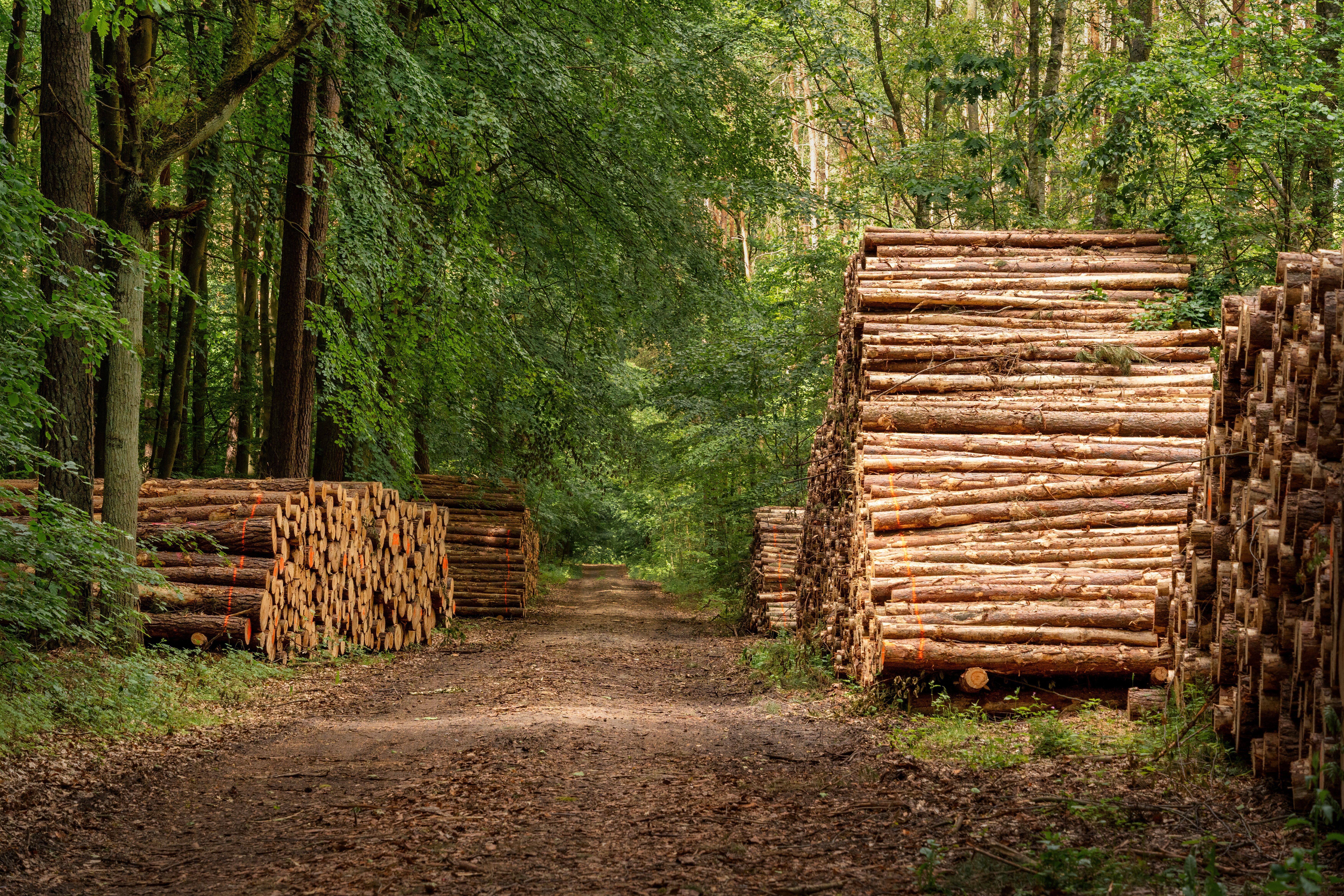 Scenic Forest Path with Stacked Timber Logs · Free Stock Photo