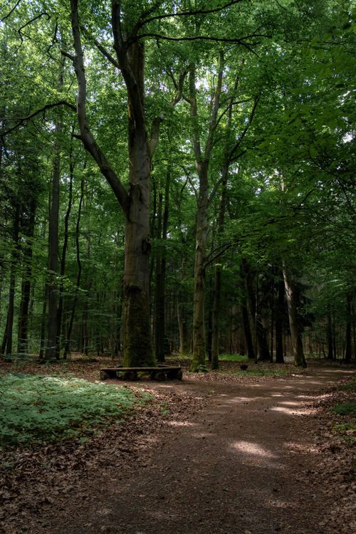 Free Tranquil forest path with sunlight filtering through tree canopy in a lush green woodland. Stock Photo
