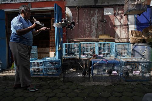 Free An adult man feeding pigeons at a bird market in Bandung, capturing everyday life. Stock Photo