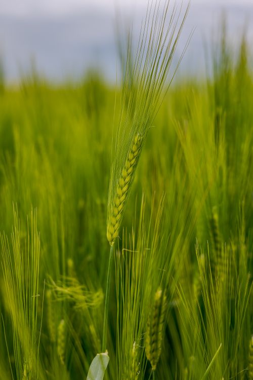 Free Close-up of lush green barley stalks in a field in Coesfeld, creating a vibrant agricultural scene. Stock Photo
