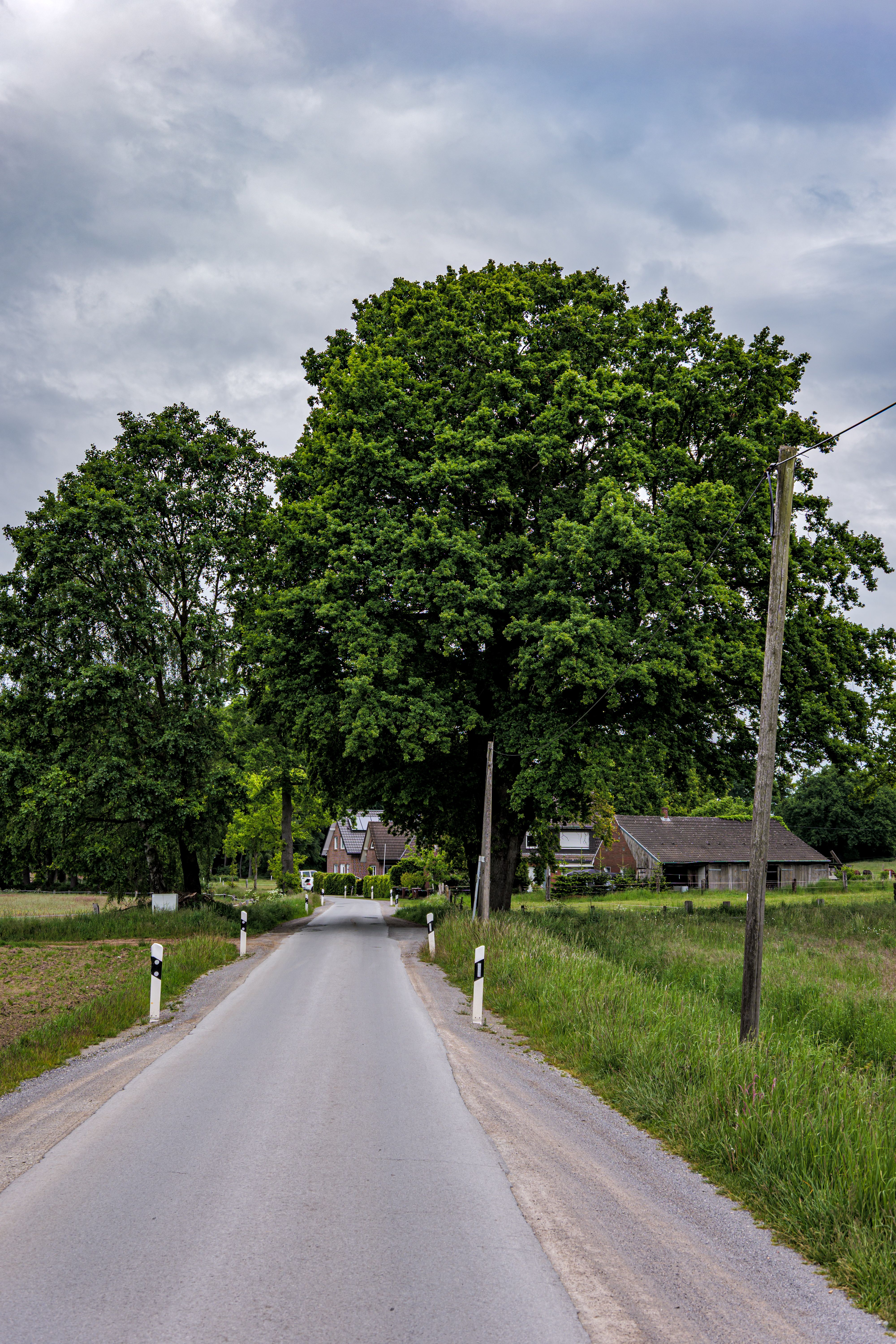 A serene country road in Coesfeld, Germany, bordered by lush green fields and rustic farmhouses.