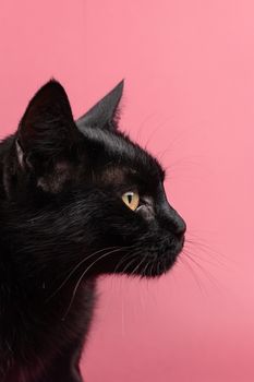 Close-up portrait of a black cat against a solid pink background, showcasing its golden eye and whiskers.