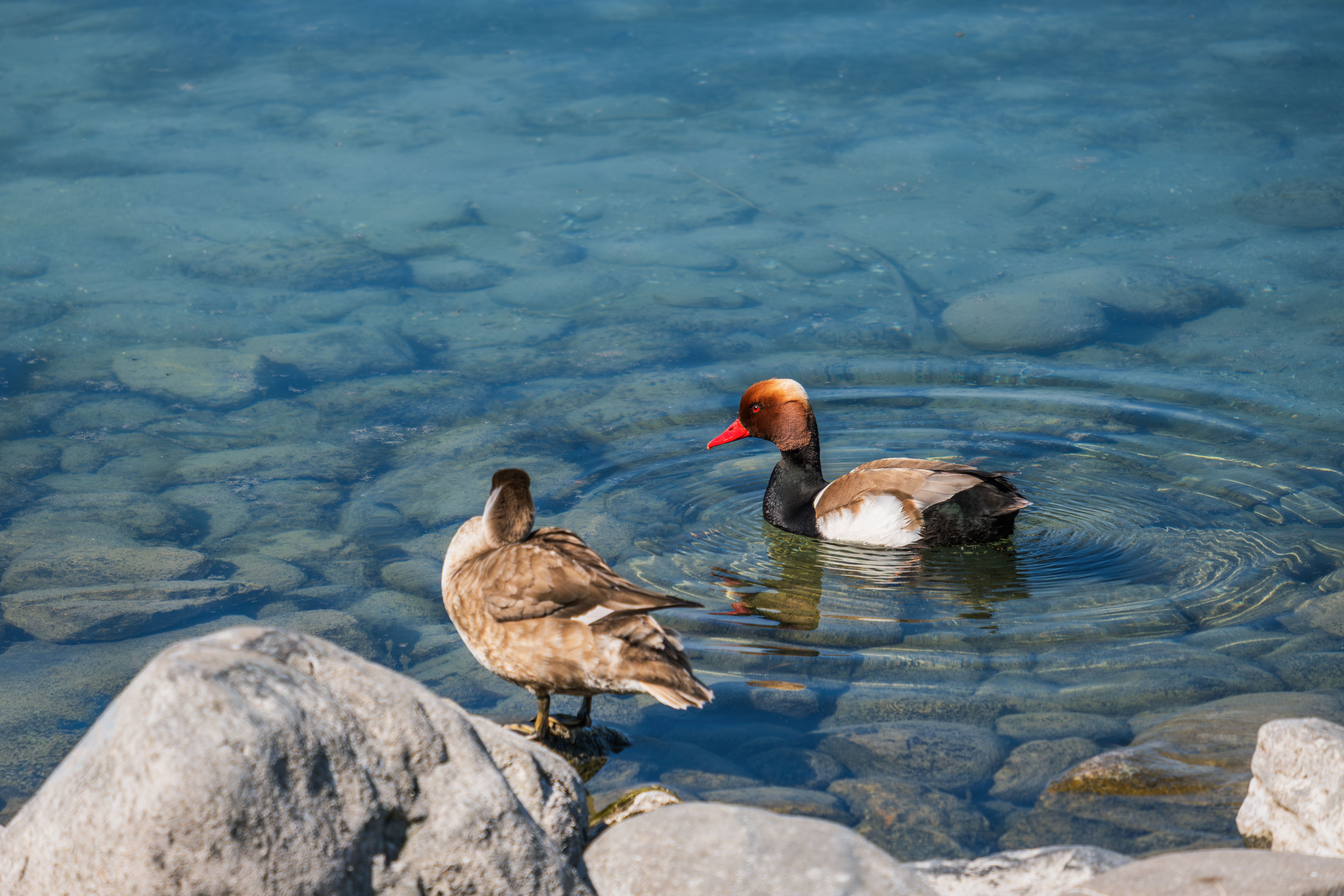 A pair of ducks enjoying a swim in a clear, rocky pond, with sunlight illuminating the scene.