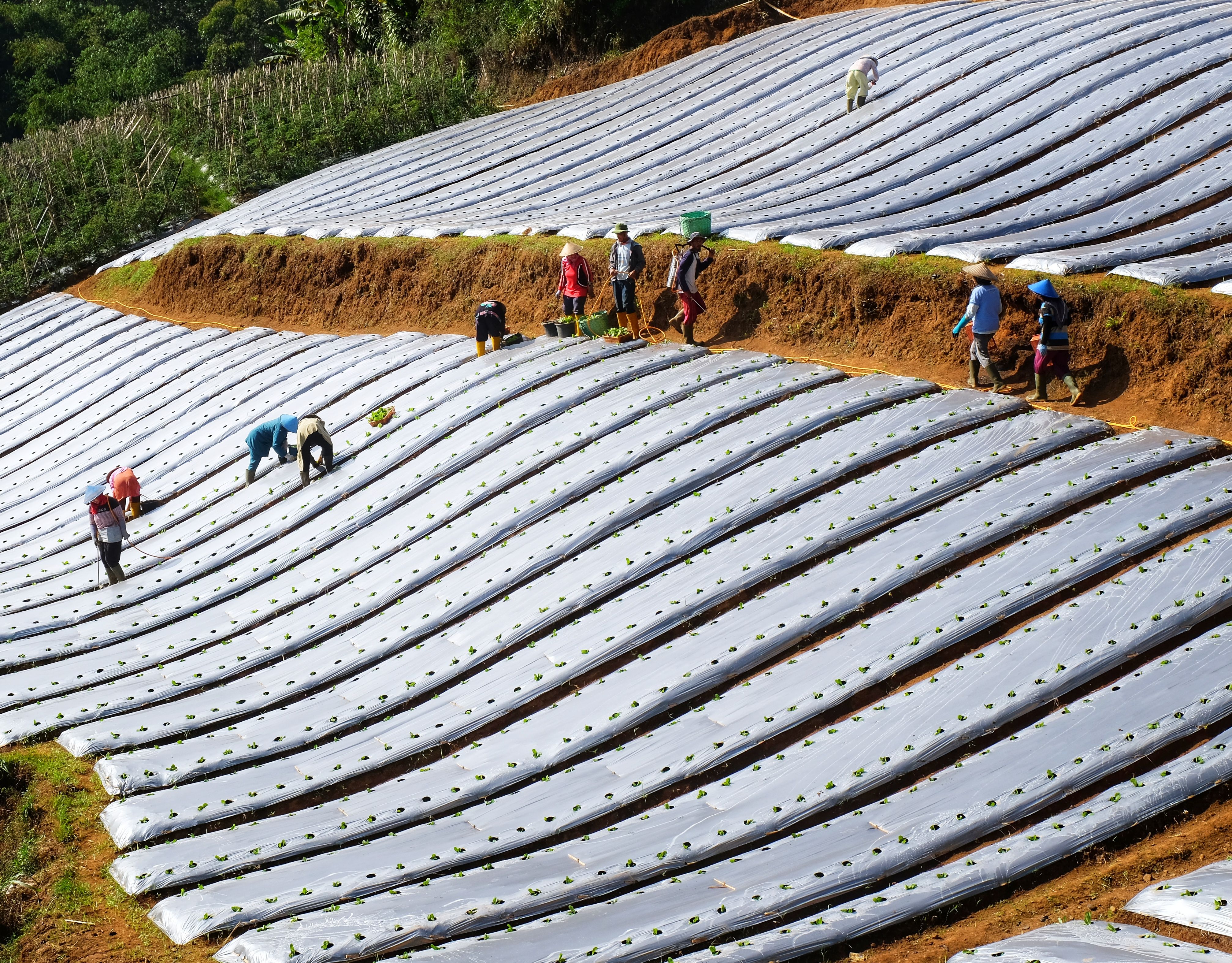 Inseticida Agrícola