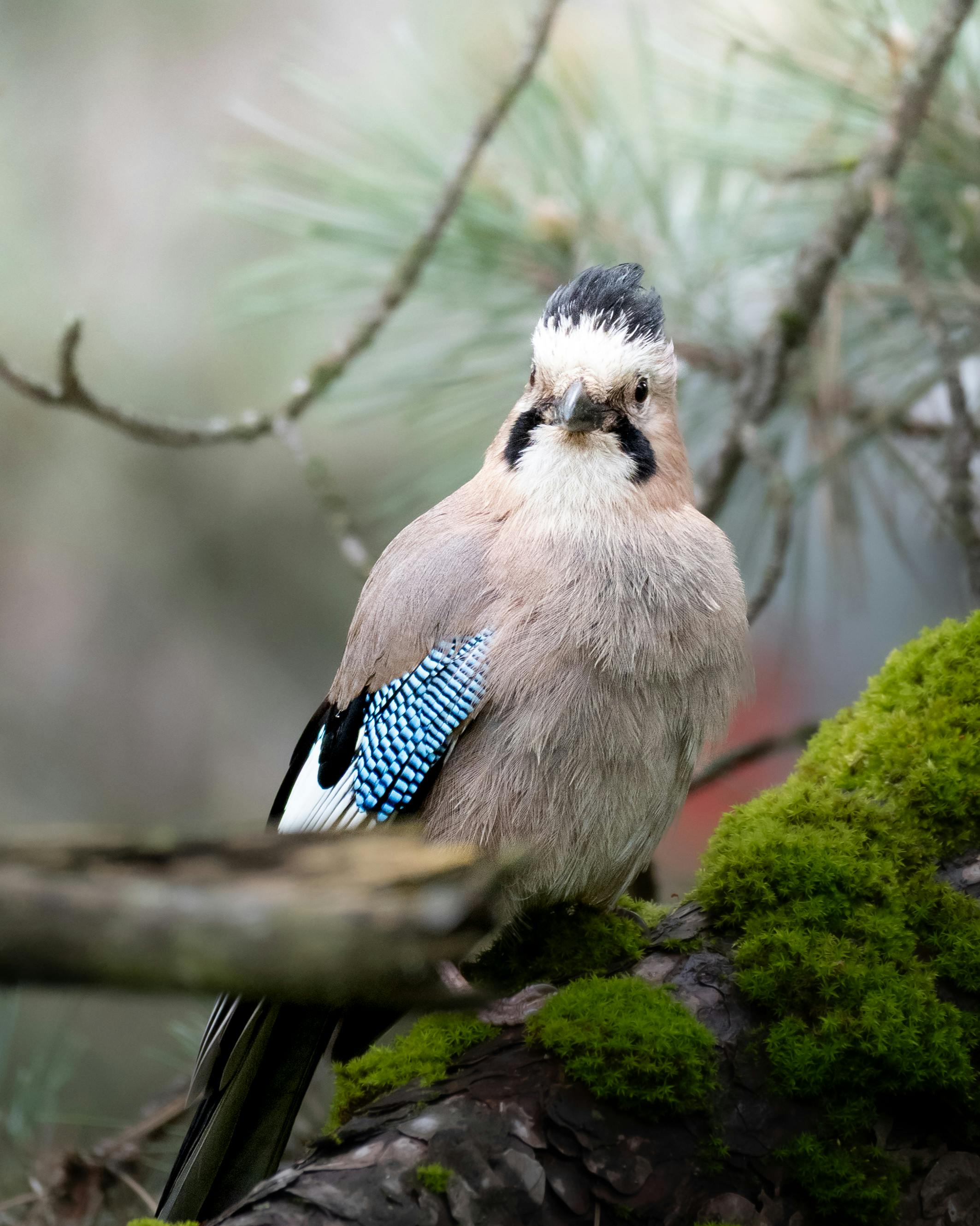 Close-up of a Eurasian Jay on a mossy branch in a serene forest setting.