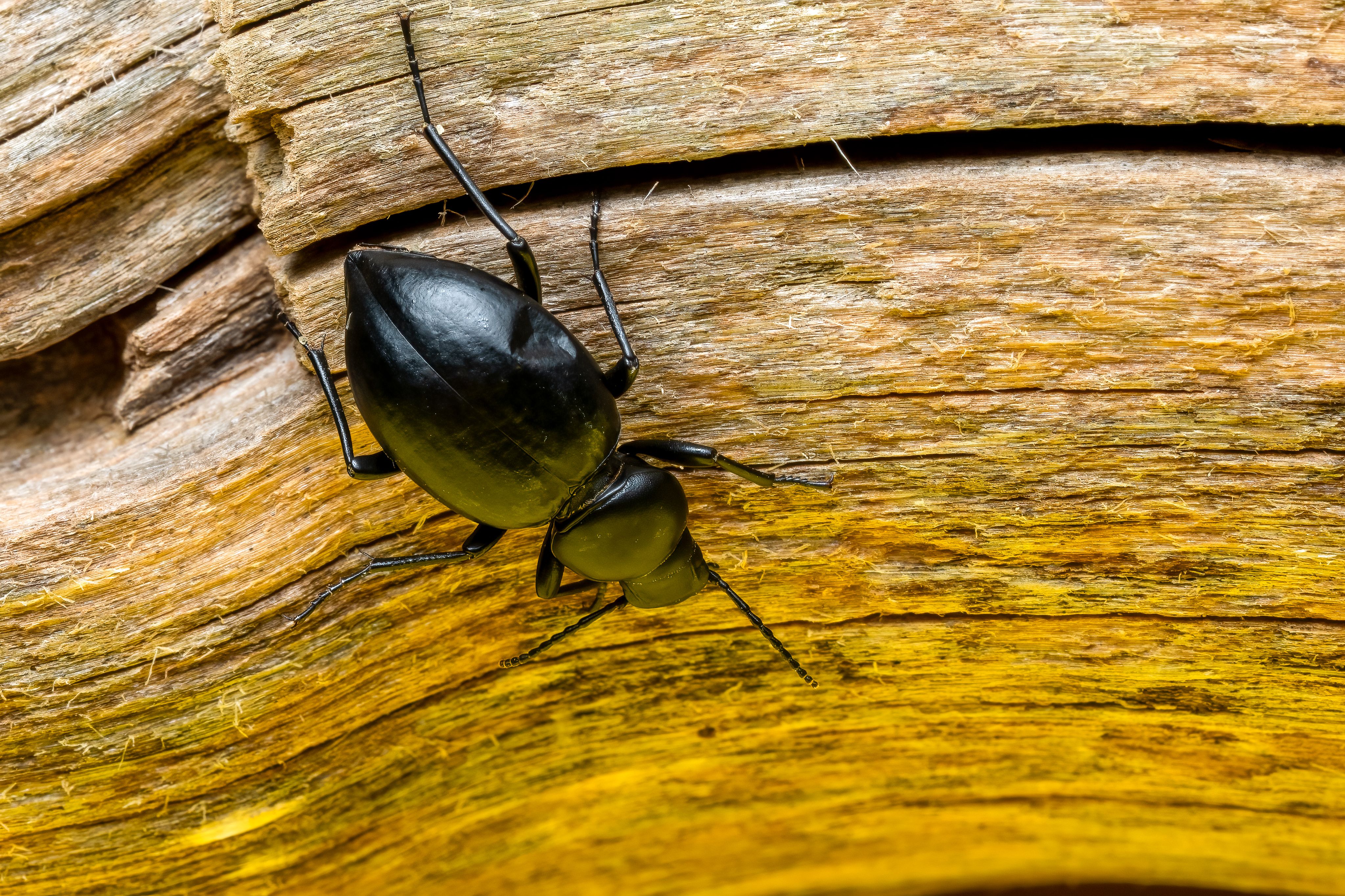 A detailed macro shot of a black beetle crawling on textured dry wood, showcasing the natural habitat.