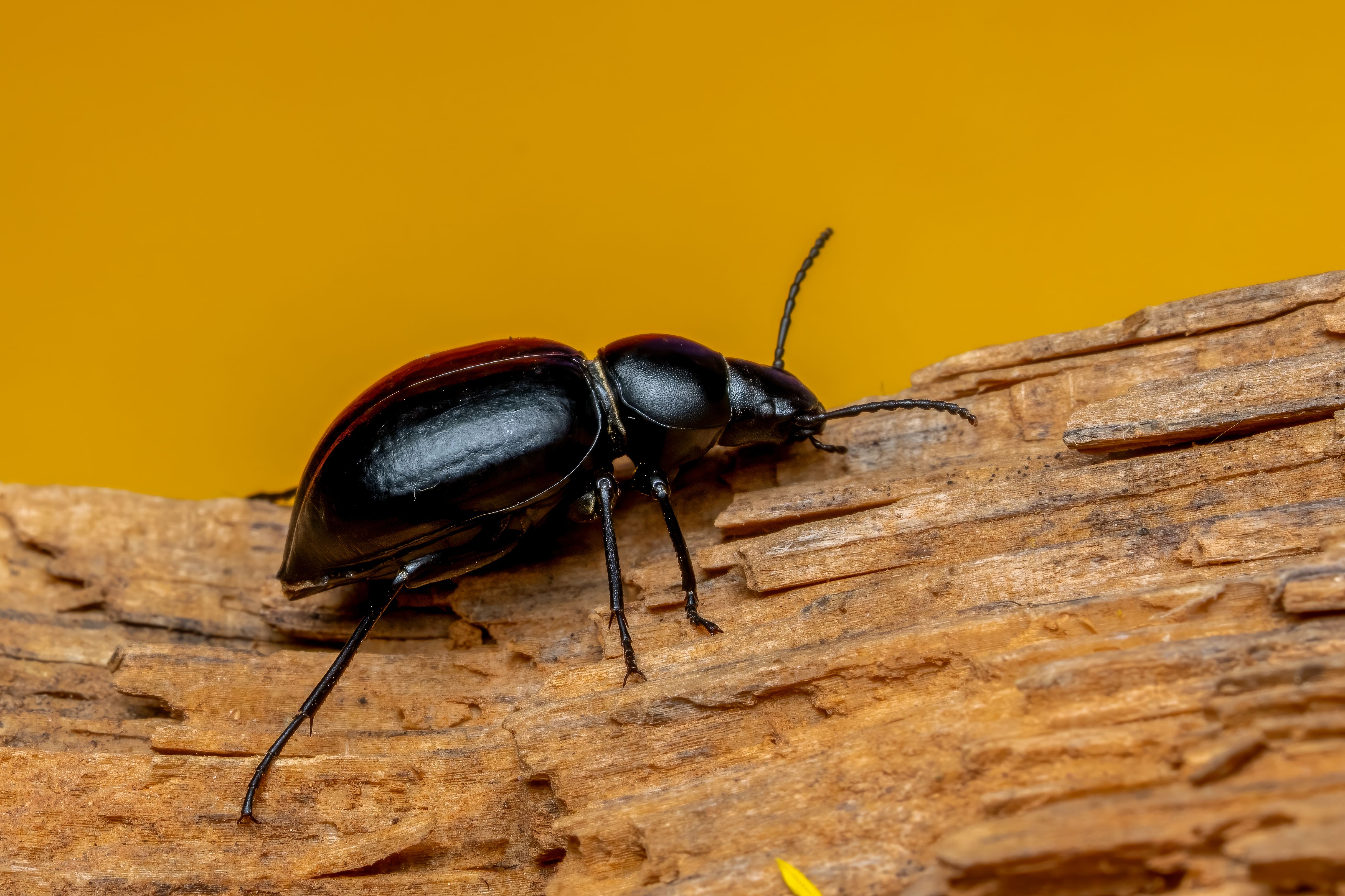 Detailed macro shot of a black beetle on textured wood with a vibrant yellow background.
