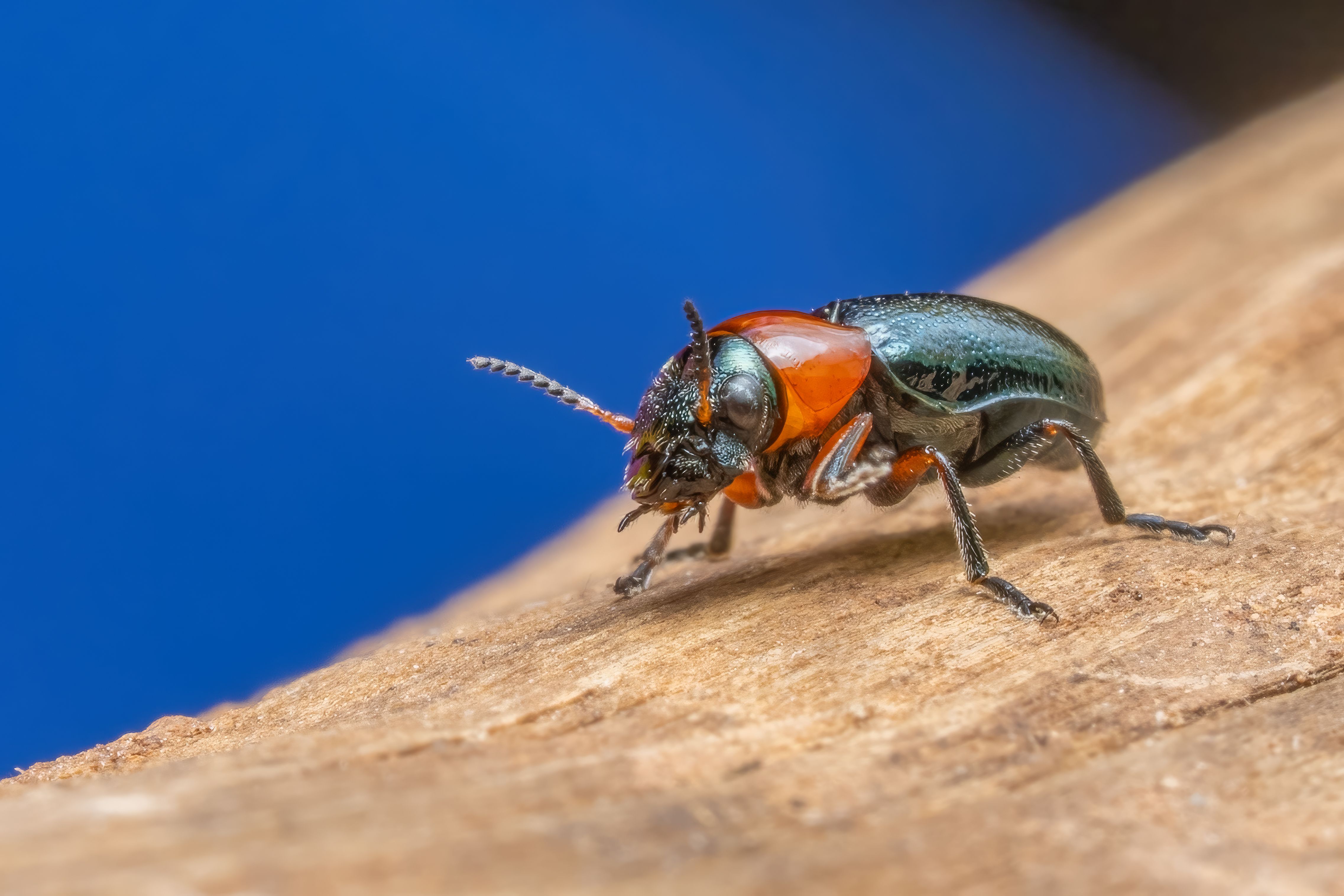 Close-up macro image of a colorful red and black beetle on wood with a vivid blue background.