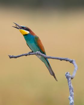 bird photo