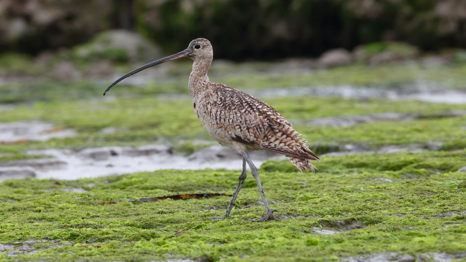 Long-billed curlew strolling on lush green algae in California.