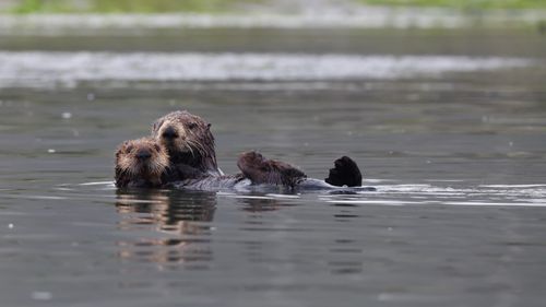 Free Two playful sea otters bonding in the serene waters of California. Stock Photo