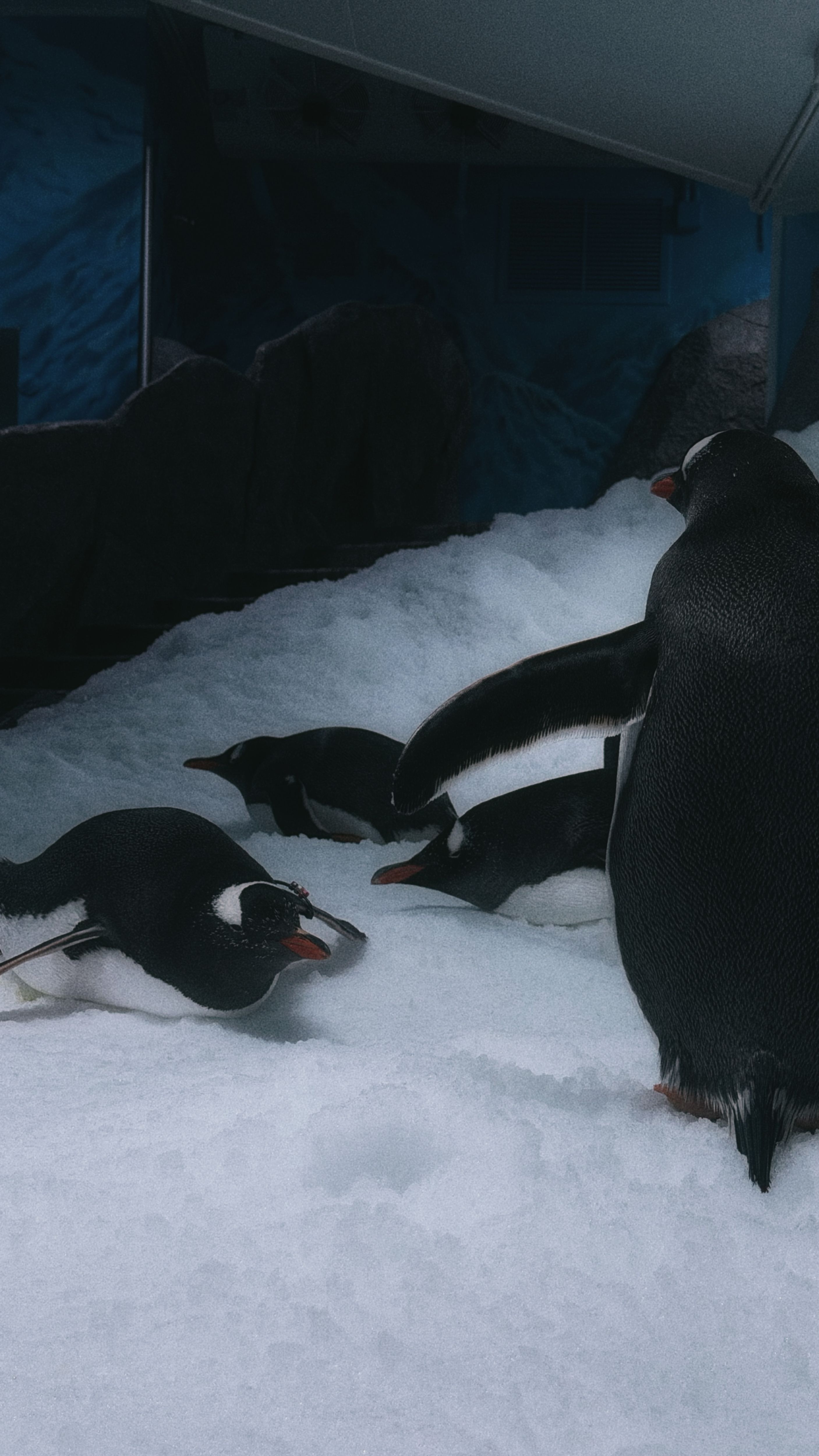 Fotomural Pingüinos Gentoo descansando sobre la nieve en una exposición interior, mostrando su hábitat natural.