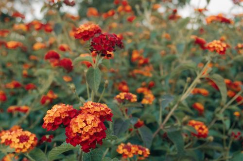 Free Close-up of vibrant red and orange lantana flowers blooming in Washington, DC during spring. Stock Photo