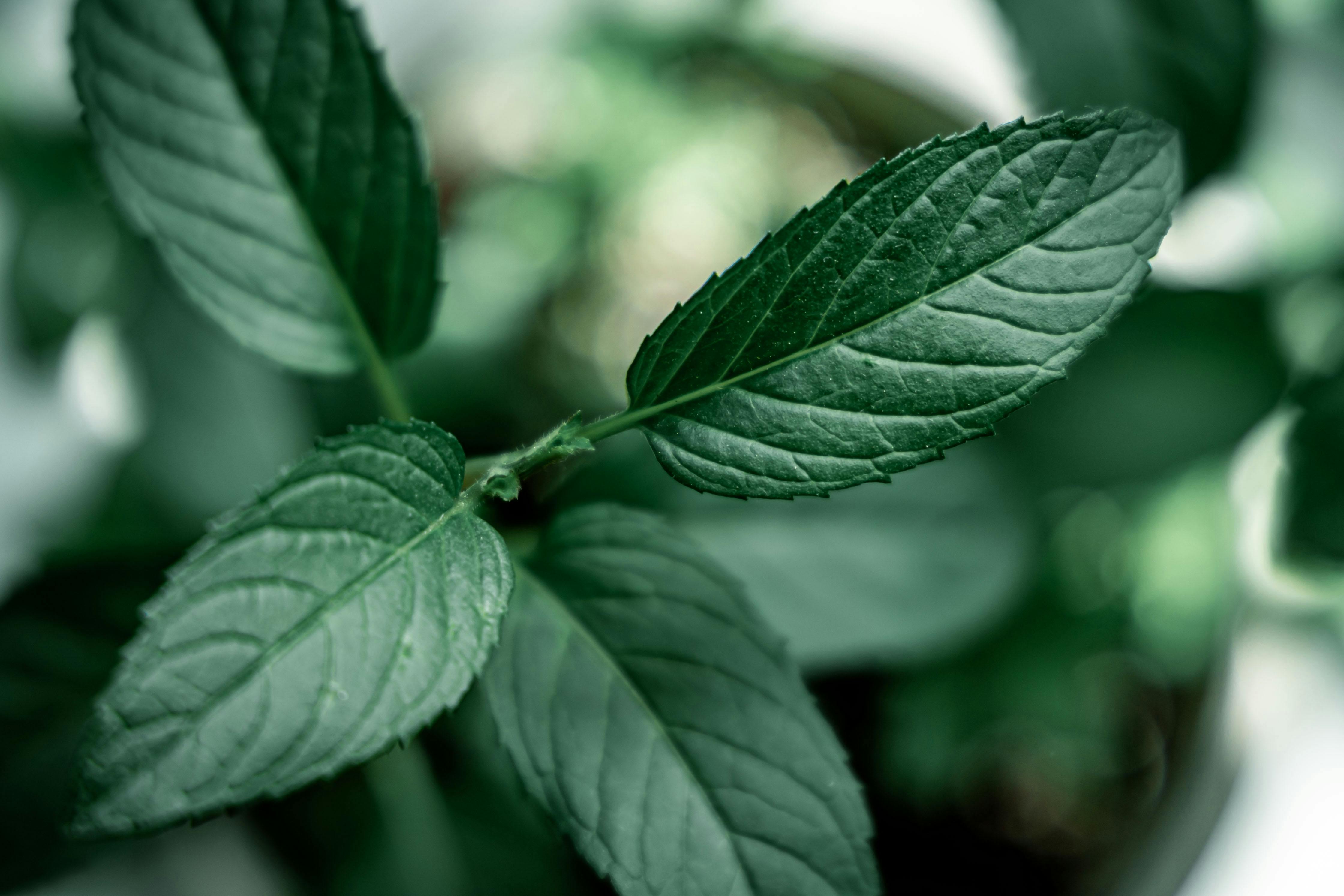 Herb-Drug Interactions — Photo by Lena Ti on Pexels