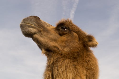 Shallow Focus Photography of Camel