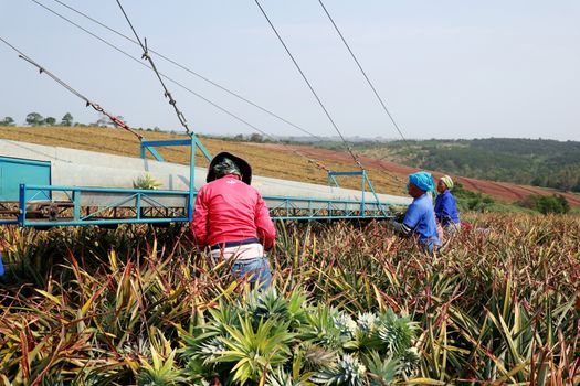 Photo by Khulani Faniso Workers harvesting pineapples on a sunny day in a vast plantation field.