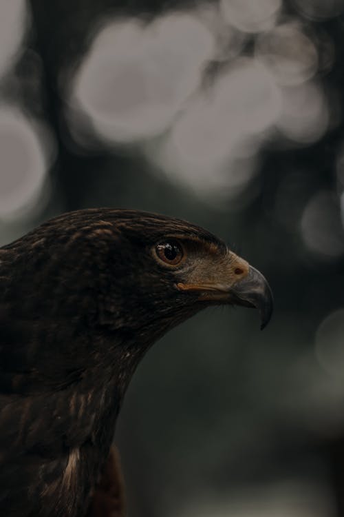 Brown Bird in Close Up Photography