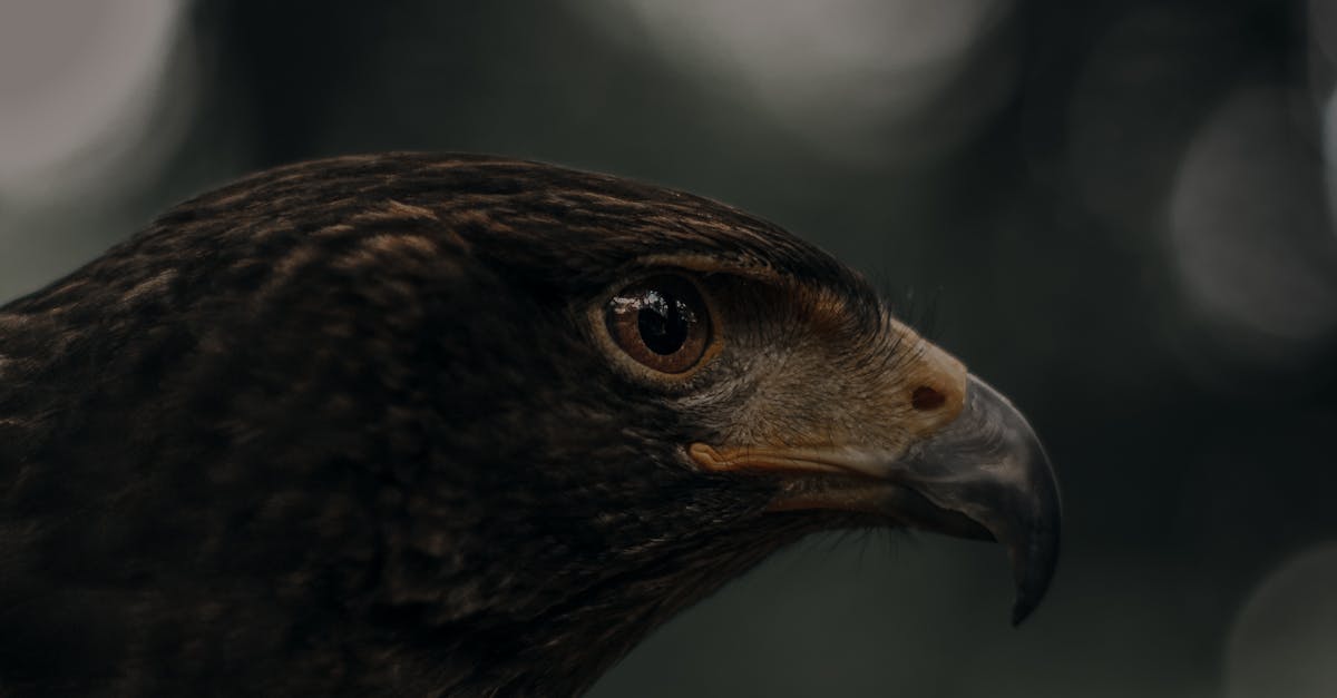 How long can a bald eagle live