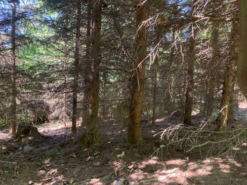 Free stock photo of european jungle, forest, jungle Stock Photo